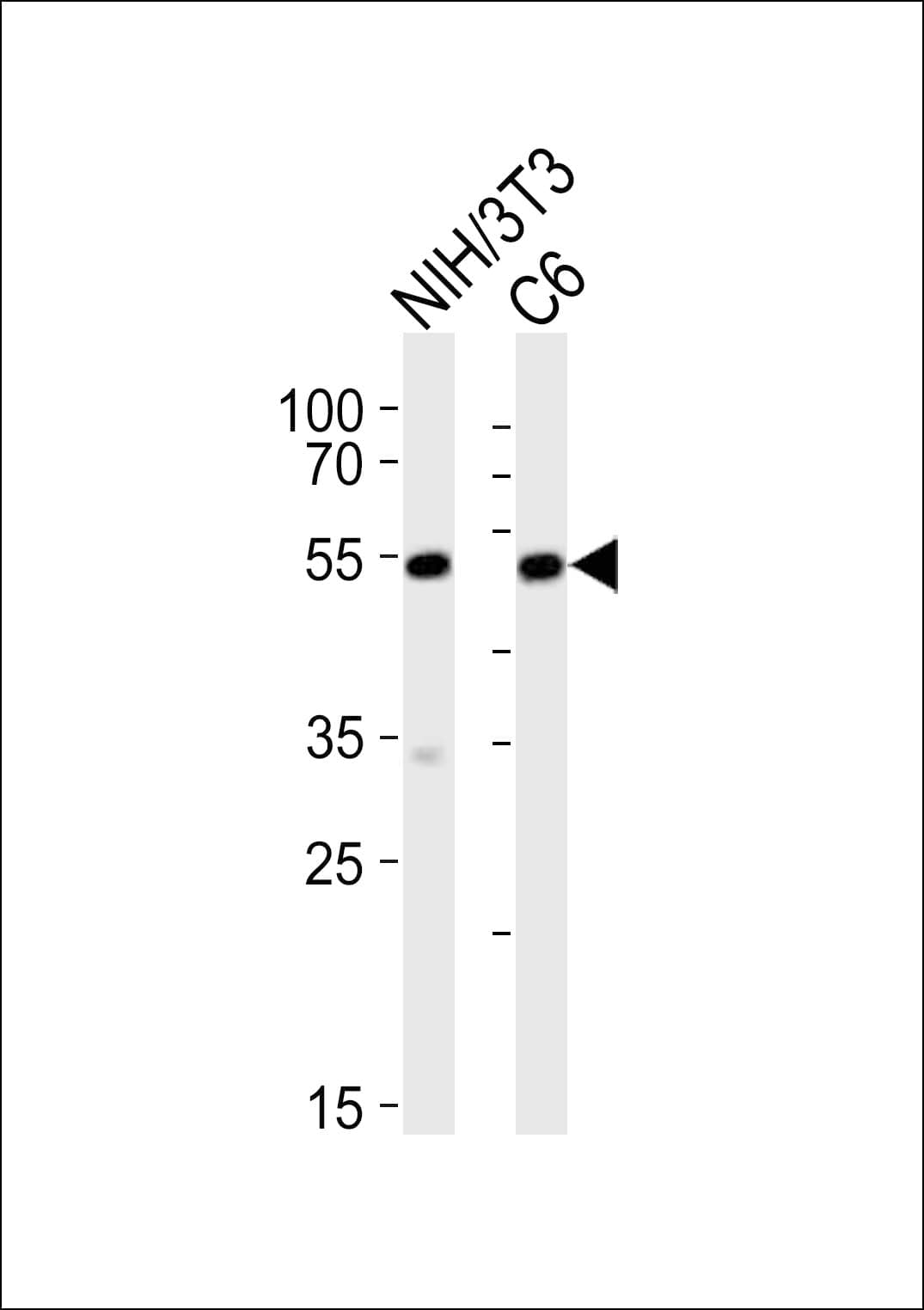 Polyclonal Rabbit anti-Mouse SRF / Serum Response Factor Antibody (aa489-524, WB)