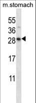 Polyclonal Rabbit anti-Human DOLPP1 Antibody (aa207-236, WB)