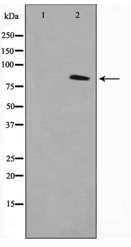 VWA5A Antibody
