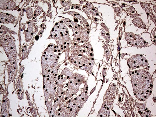 MEIS1 Antibody (aa176-390, clone OTI1B4)