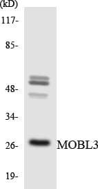 MOB4 / PHOCN Antibody (aa10-59)