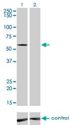 IMPDH2 Antibody (clone 1E12-B6)