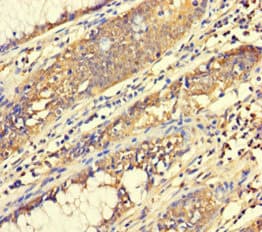 Polyclonal Rabbit anti-Human C4orf29 Antibody