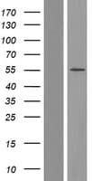 CPEB1 / CPEB Protein (Over-Expression Lysate Myc-DDK (Flag))