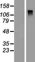 Anillin Protein (Over-Expression Lysate Myc-DDK (Flag))