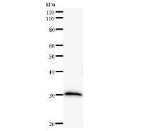 Monoclonal Mouse anti-Human SOX12 Antibody (clone 86C2a, IF, WB)