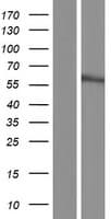 UBXD7 Protein (Over-Expression Lysate Myc-DDK (Flag))