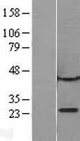 CBX1 / HP1 Beta Protein (Over-Expression Lysate Myc-DDK (Flag))