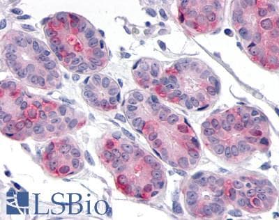 PathPlus™ Polyclonal Rabbit anti-Human DUSP26 / MKP8 Antibody (Internal, IHC)