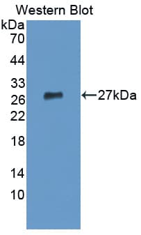 DSPG3 / Epiphycan Antibody (aa130-322, PE)