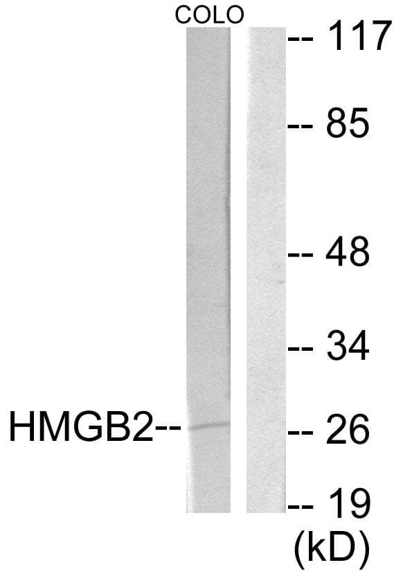 Polyclonal Rabbit anti-Human HMG2 / HMGB2 Antibody (WB)