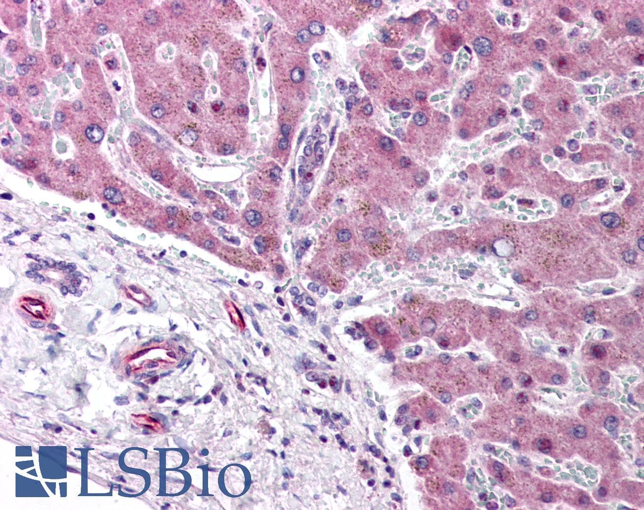 IHC-plus™ PPARA / PPAR Alpha Antibody (aa1-25)