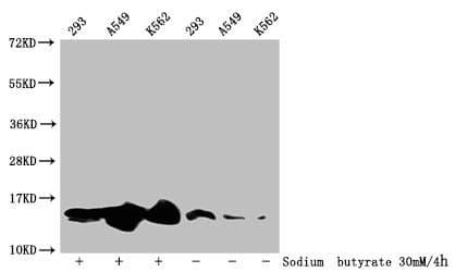 HIST1H2BN Antibody