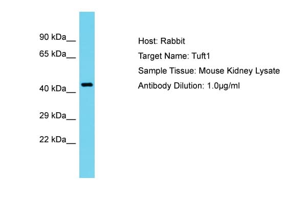 TUFT1 Antibody (aa201-250)