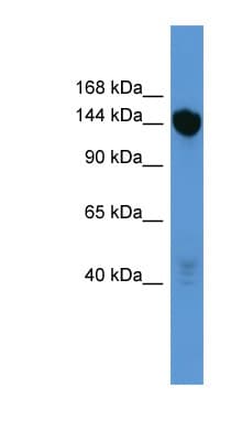 BNC2 Antibody (C-Terminus)
