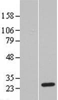 GINS3 Protein (Over-Expression Lysate Myc-DDK (Flag))