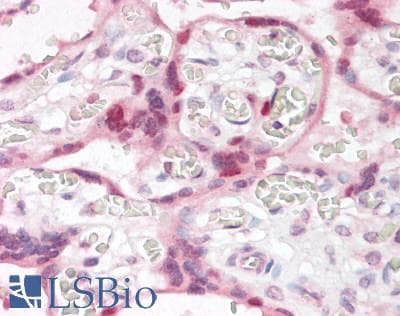 IHC-plus™ FBP / FOLR2 Antibody