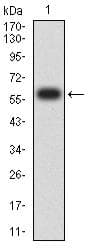 SIRPG Antibody (clone 7H3A2)
