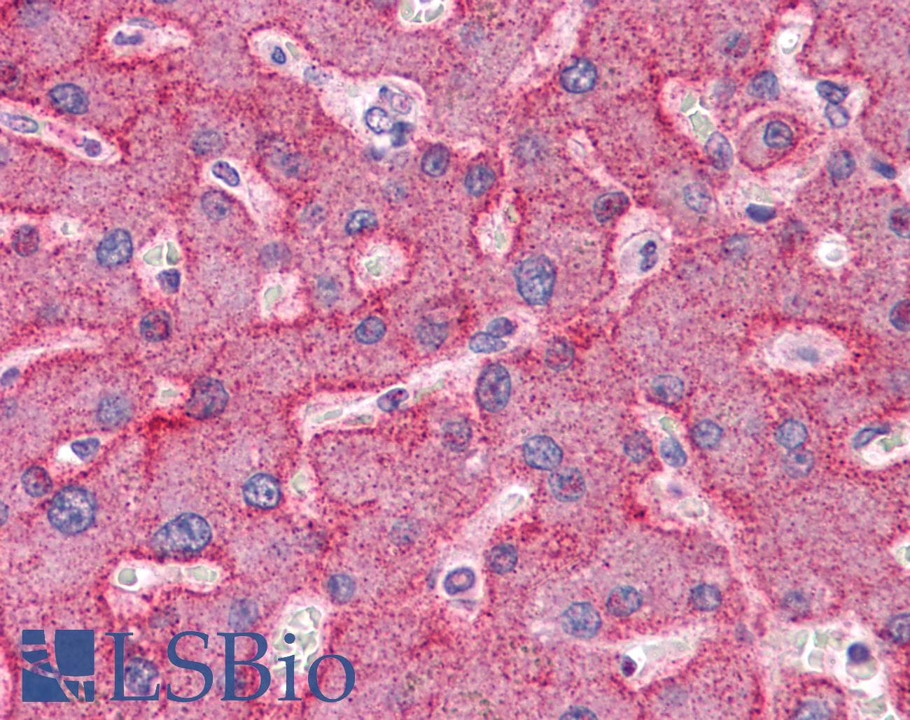 IHC-plus™ ANAPC7 / APC7 Antibody