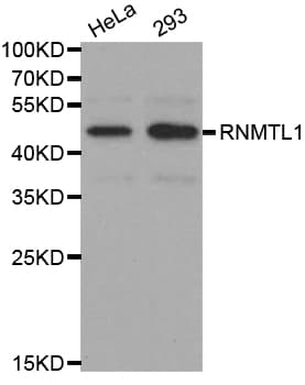 RNMTL1 Antibody