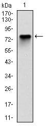 MCM2 Antibody (clone 10000000)