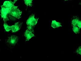 DGKA Antibody (clone OTI8G5, Carrier-free)