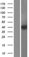 KLHDC8B Protein (Over-Expression Lysate Myc-DDK (Flag))