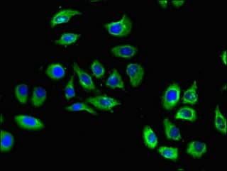 S1PR5 / EDG8 / S1P5 Antibody