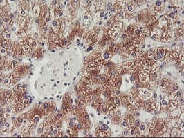 PHF21B Antibody (clone OTI3D1)