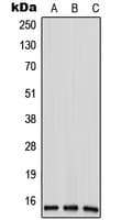 ANP32D Antibody (N-Terminus)