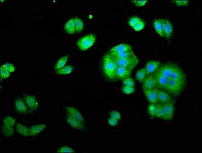 YWHAE / 14-3-3 Epsilon Antibody