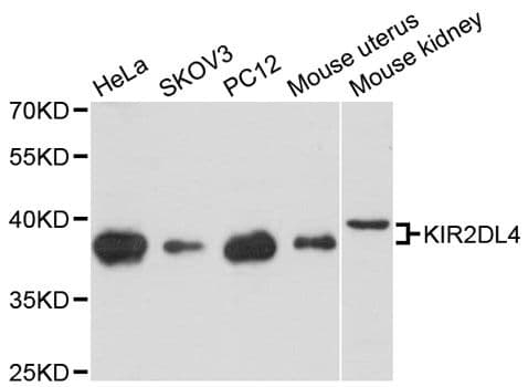KIR2DL4 Antibody