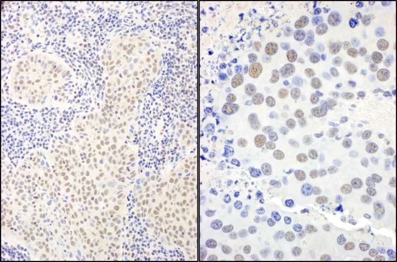 BANP Antibody (aa425-C-term)