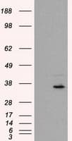 FAHD2A Antibody (clone OTI5D4)