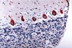 CASP6 / Caspase 6 Antibody