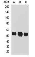 IRF7 Antibody