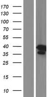 DSN1 Protein (Over-Expression Lysate Myc-DDK (Flag))