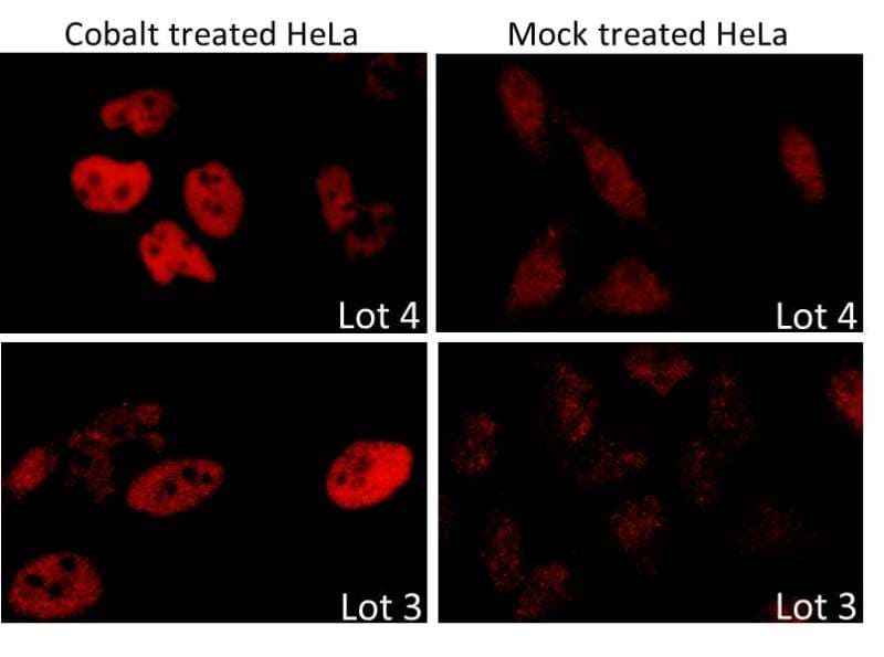 HIF1A / HIF1 Alpha Antibody (aa775-C-term)