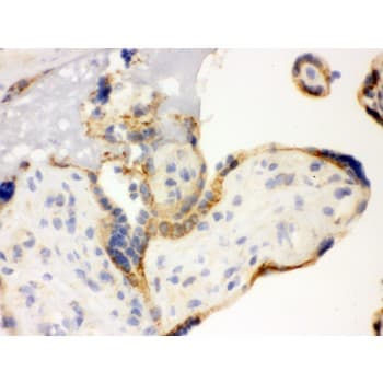 TLR7 / CD287 Antibody (aa1020-1047)