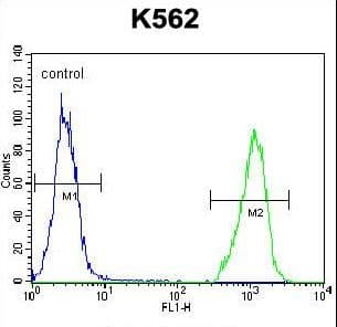 IHC-plus™ Polyclonal Rabbit anti-Human SMPD1 / Acid Sphingomyelinase Antibody (aa391-419, IHC, WB)