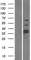 MOG Protein (Over-Expression Lysate Myc-DDK (Flag))