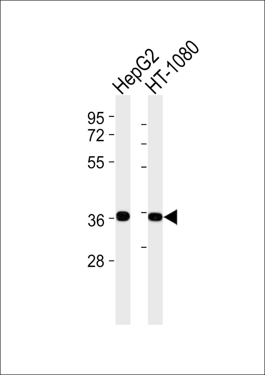 FHL2 Antibody