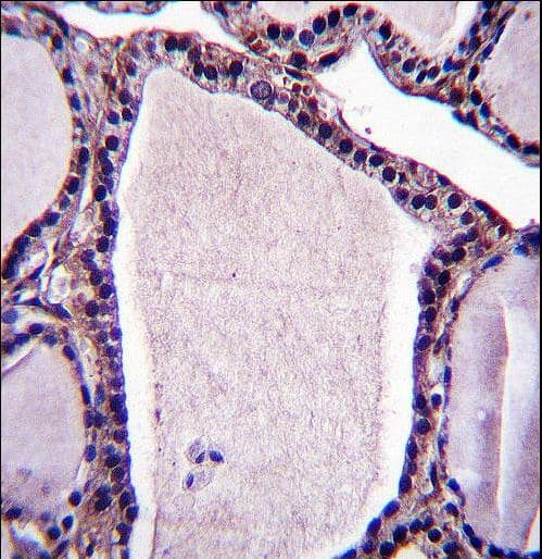NSMAF Antibody (aa28-57)