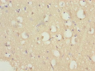HERC6 Antibody