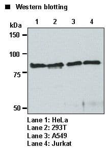 CANX / Calnexin Antibody