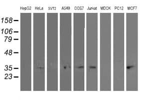 TOMM34 Antibody (clone OTI2A6)