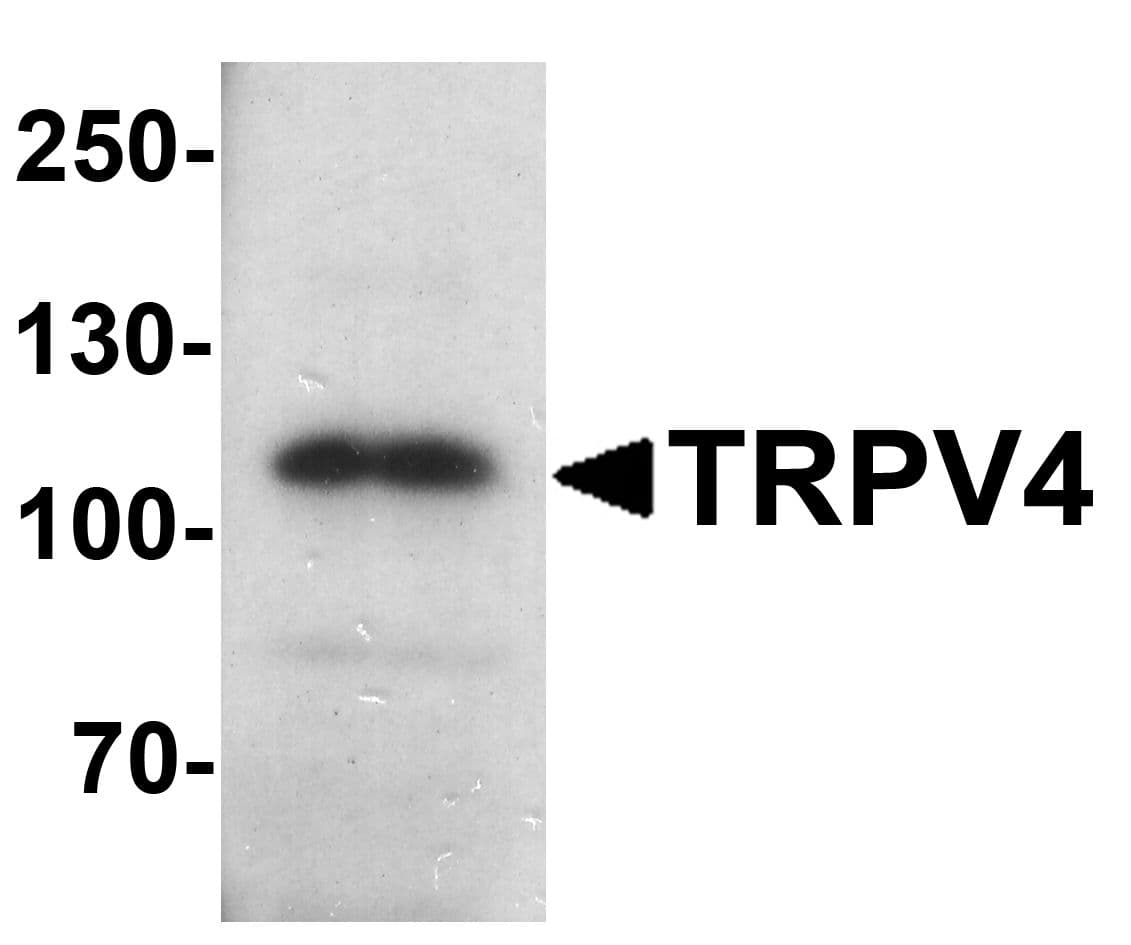 IHC-plus™ TRPV4 Antibody