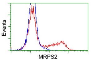 MRPS2 Antibody (clone OTI4D6)