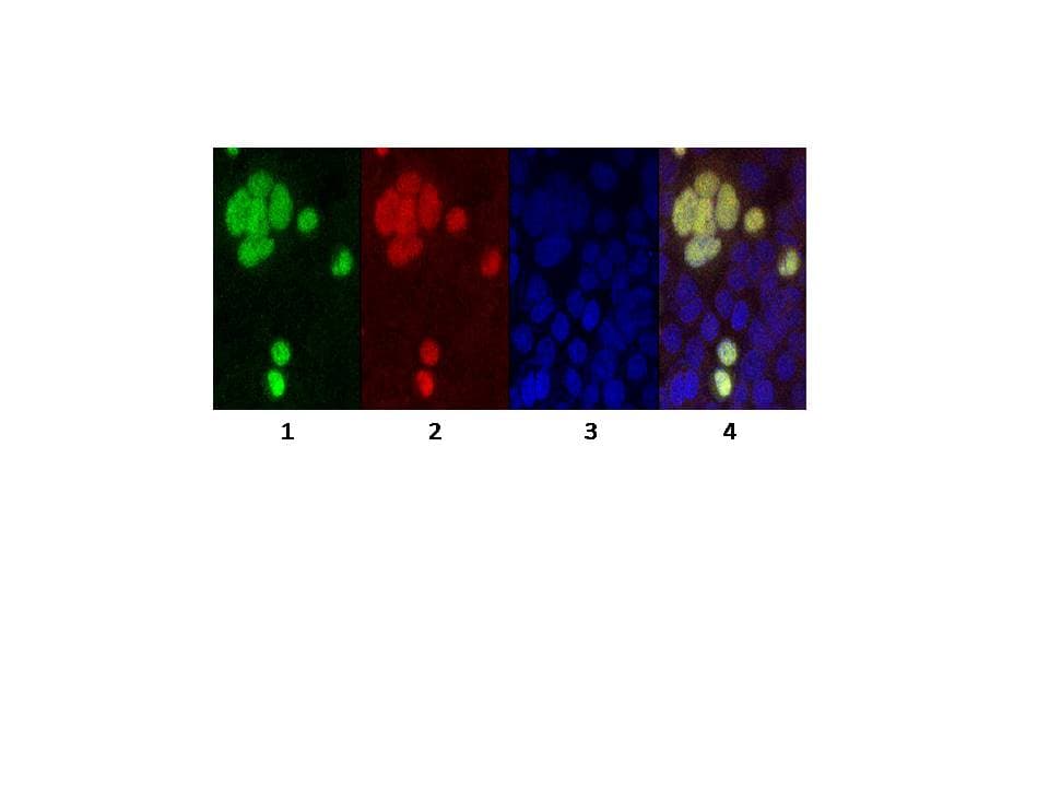 GFP Tag Antibody