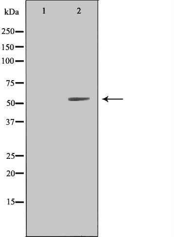 Polyclonal Rabbit anti-Human LILRA1 / LIR6 Antibody (IF, WB)